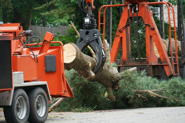 Best Seasonal Cleanup (Spring/Fall)  in Wharton, TX